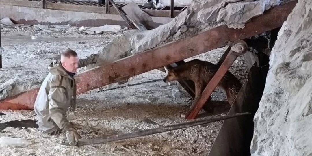 В Иванове спасатели освободили собаку, застрявшую в заброшенном здании