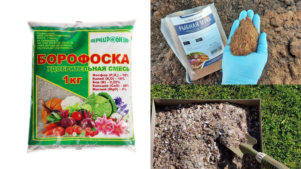 Три добавки, которые использую каждый сезон — зола, рыбная мука и борофоска
