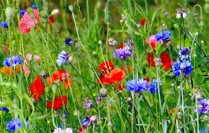Яркие цветы и злаки создают эффект дикого луга прямо на участке
