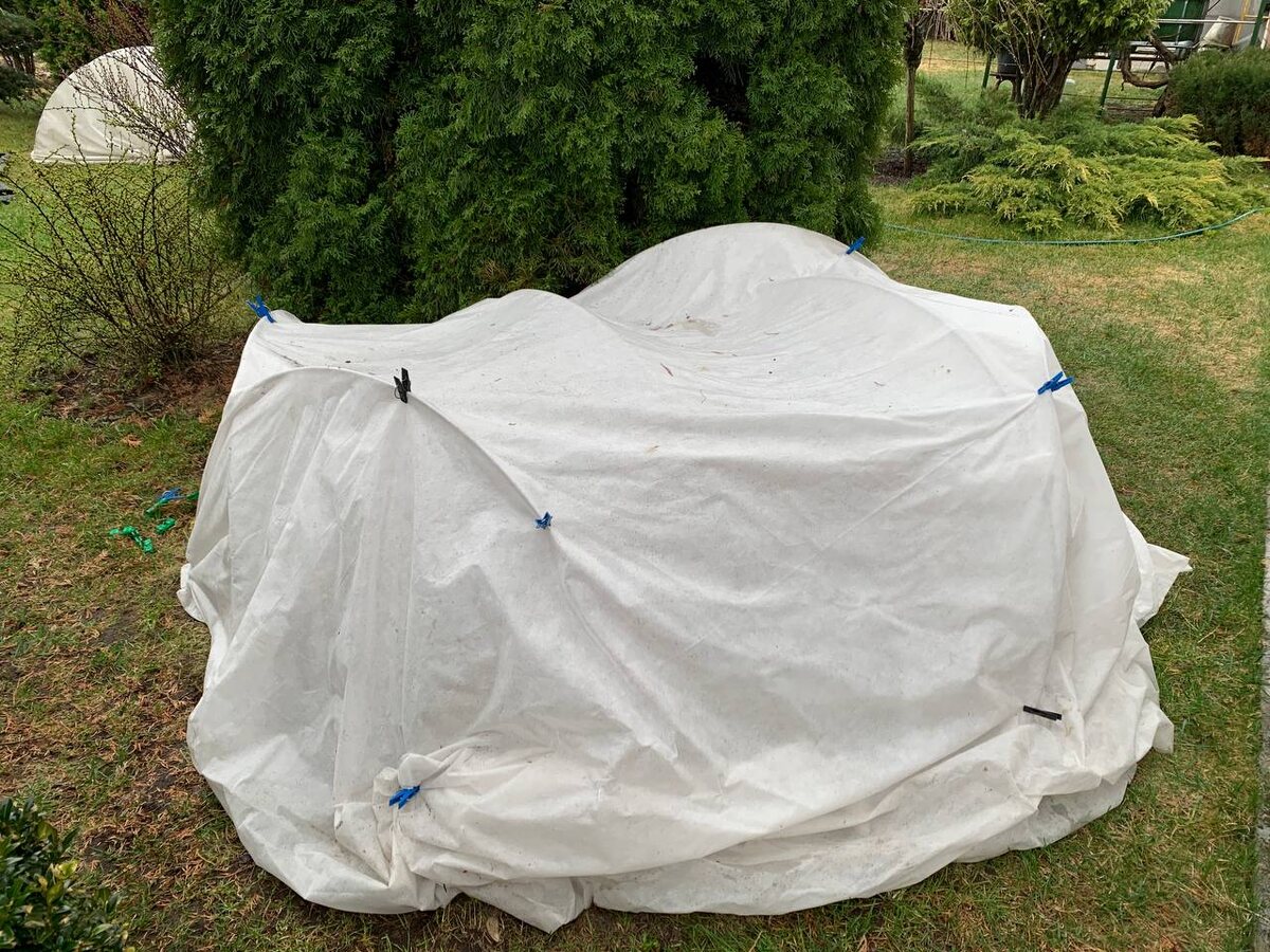 Укрытие для растений. 31.03.26. Фото автора 