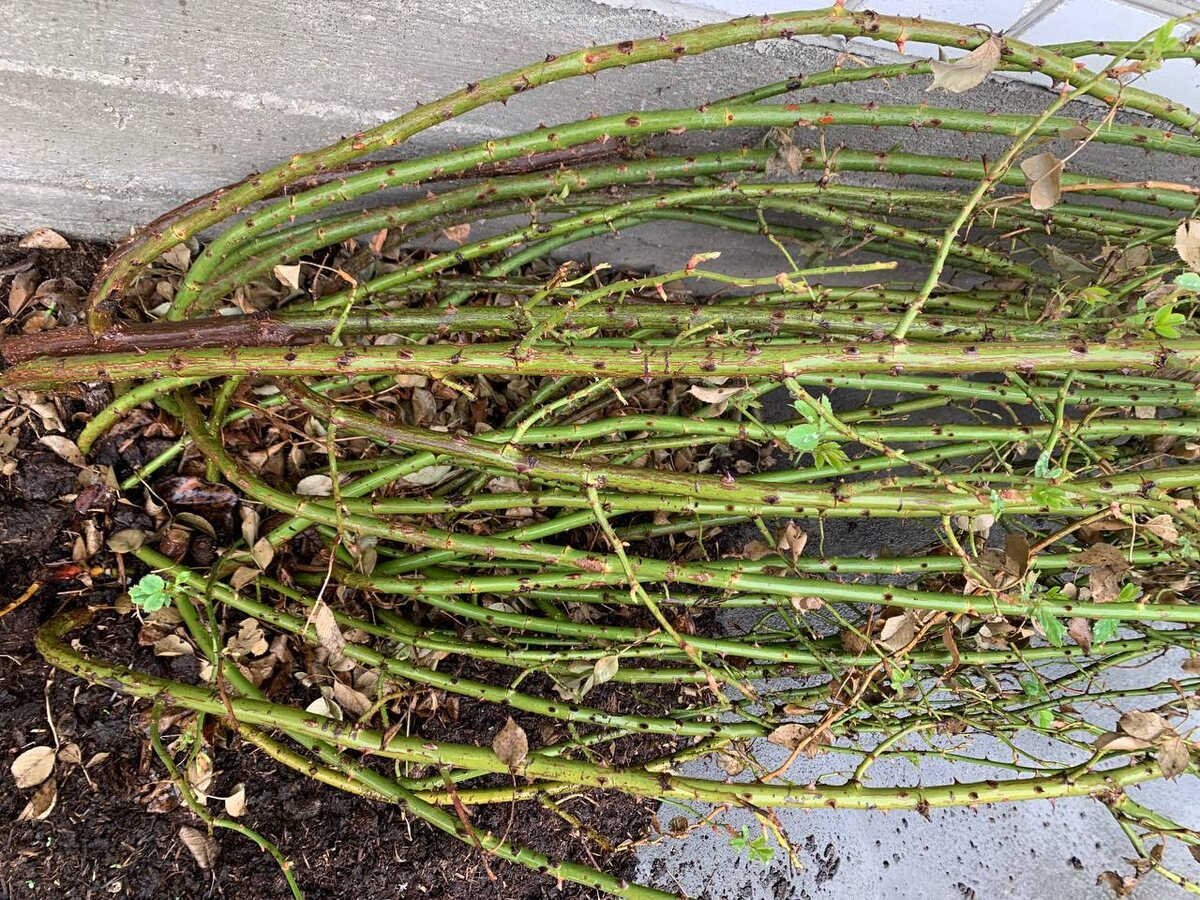 Розы раскрыла. Крокусы уже отцветают. Днем +10...+15. Ночью небольшие заморозки. Западная Беларусь, 31.03.26. Фото автора 