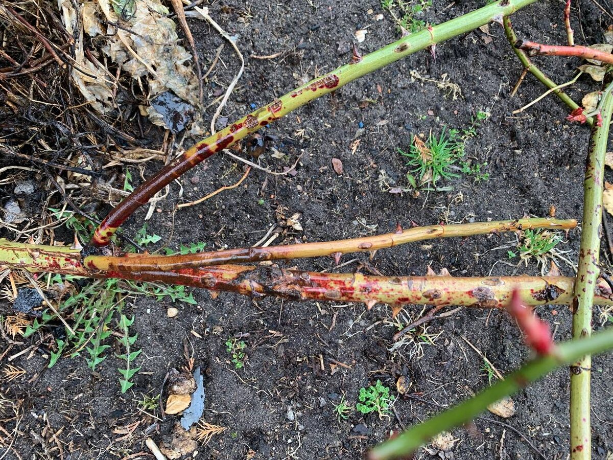 ���� ��������� ���� � �� ����������� � � ��� ����� ��������� ������������ ����. ���� ������ 