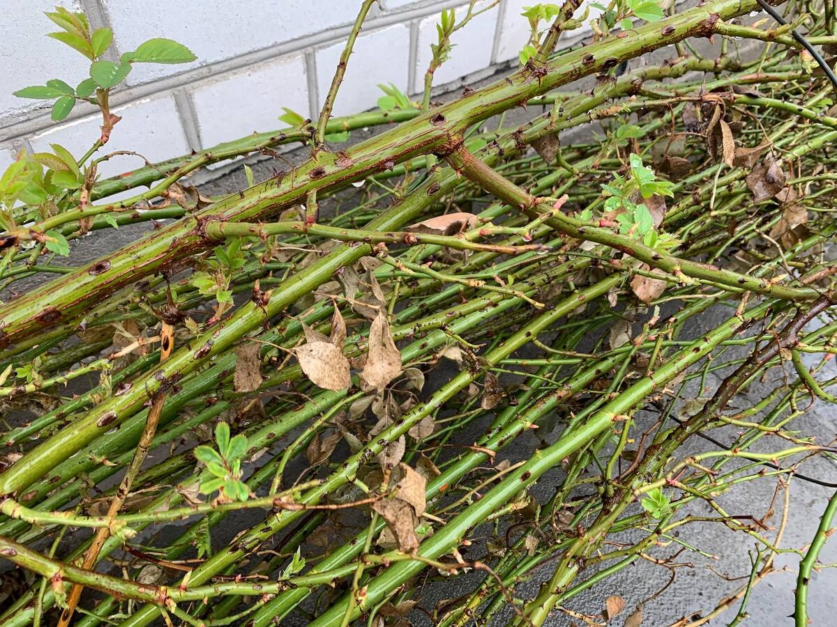 ��� ������� ��������� ������� ������ ����� ����������. ���� ������ 