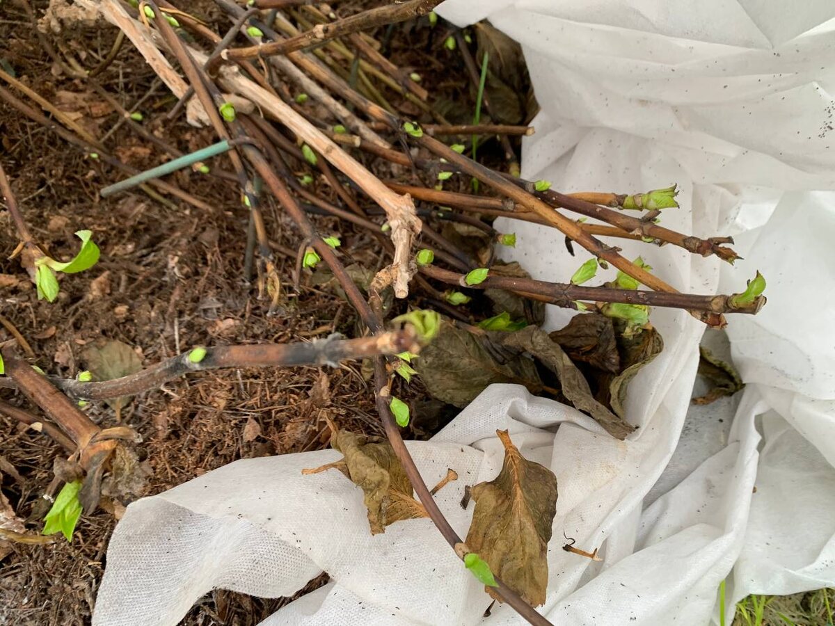 ������������� ��������� ��� �������� ����������. ����� ���� ����� ������ ���� ��������. ���� ������