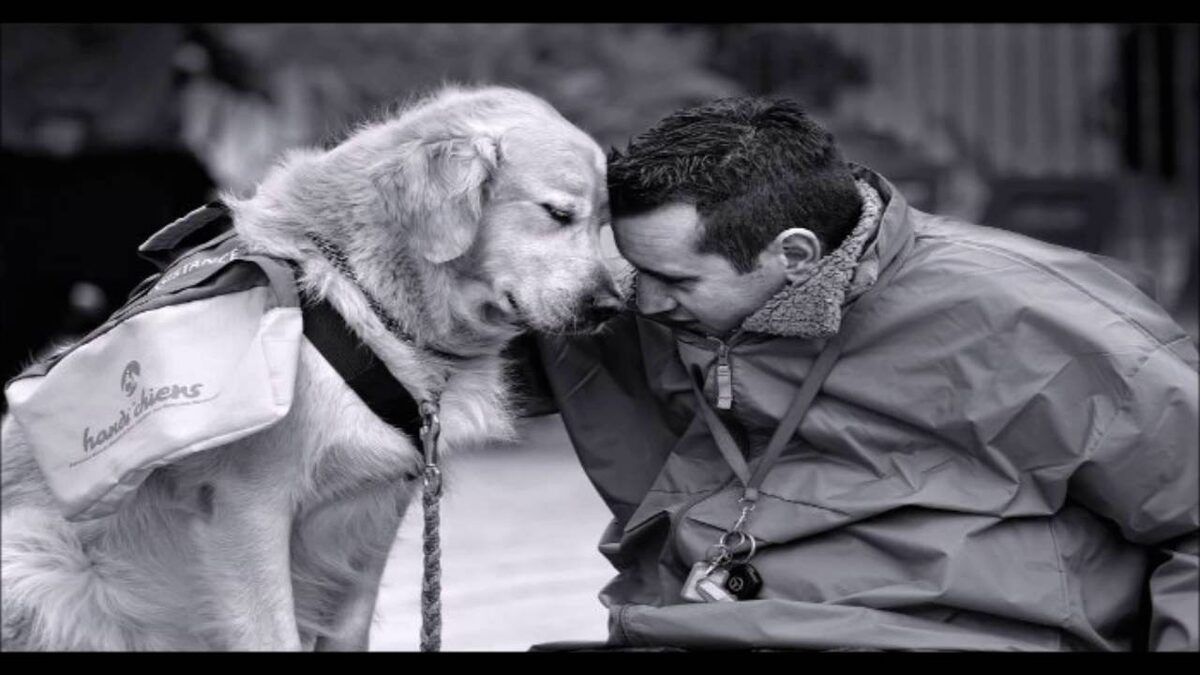 Как завоевать доверие собаки
