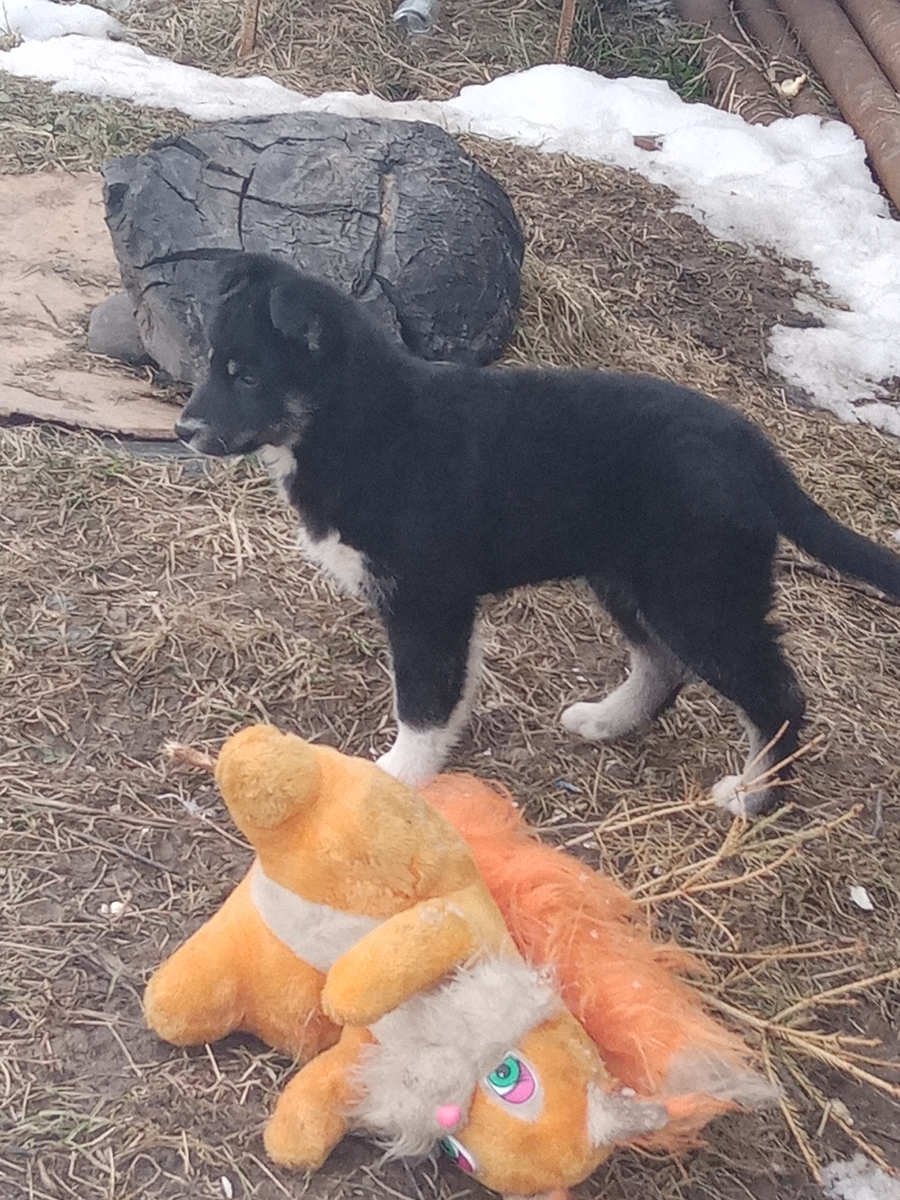 Здесь Шреку 2 месяца