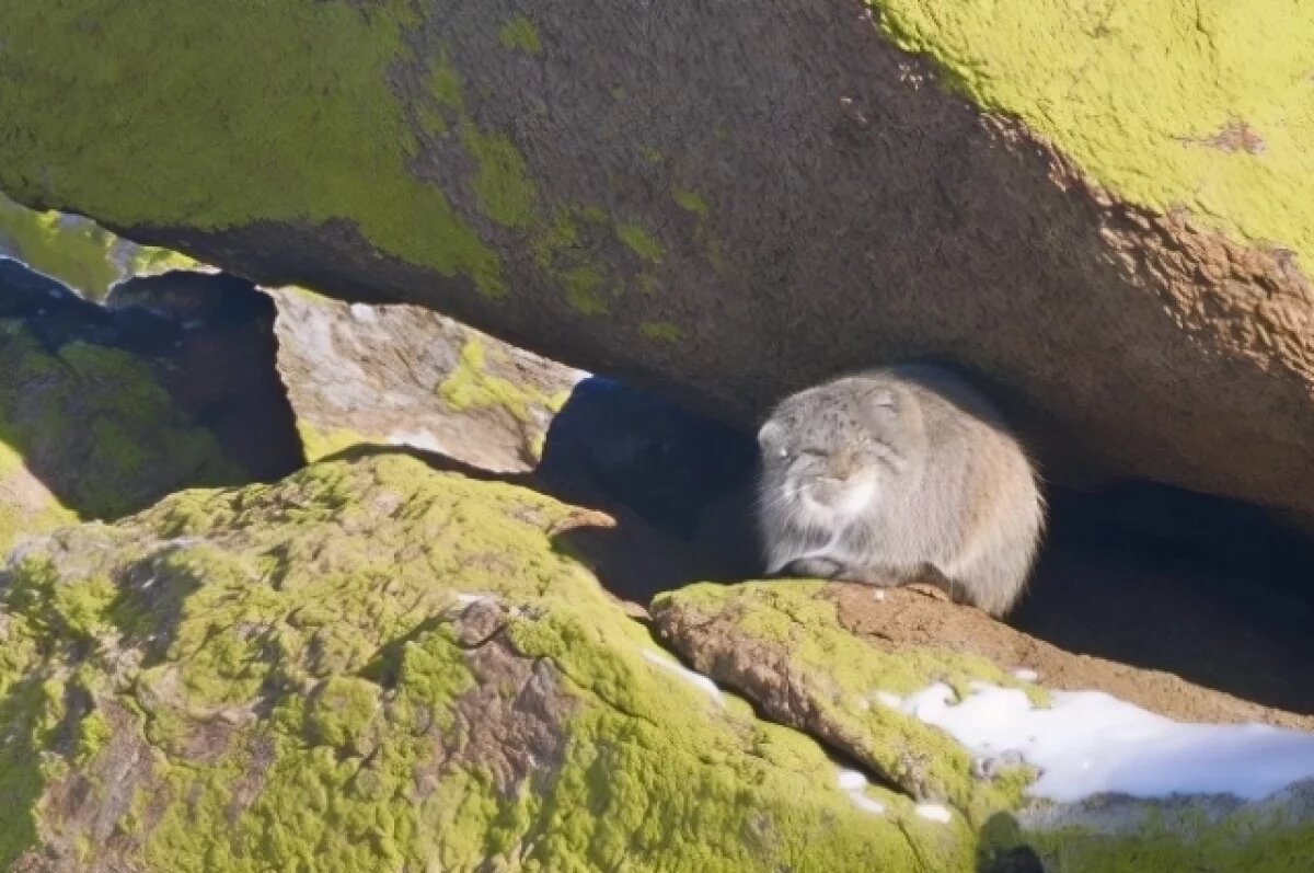    Манул в Тугнуйском заказнике