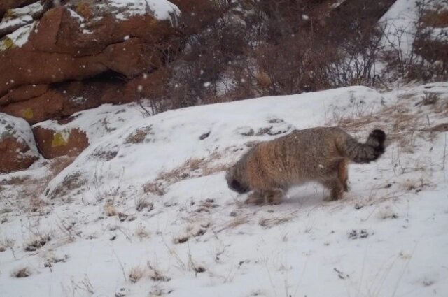    Холод манулу не страшен Фото: Бурприрода