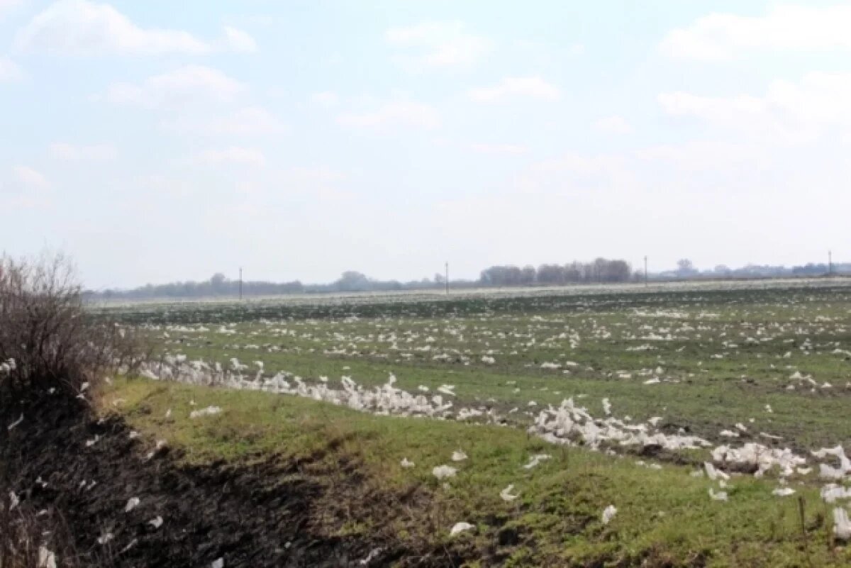    Захламленное полиэтиленом поле обнаружили под Волгоградом