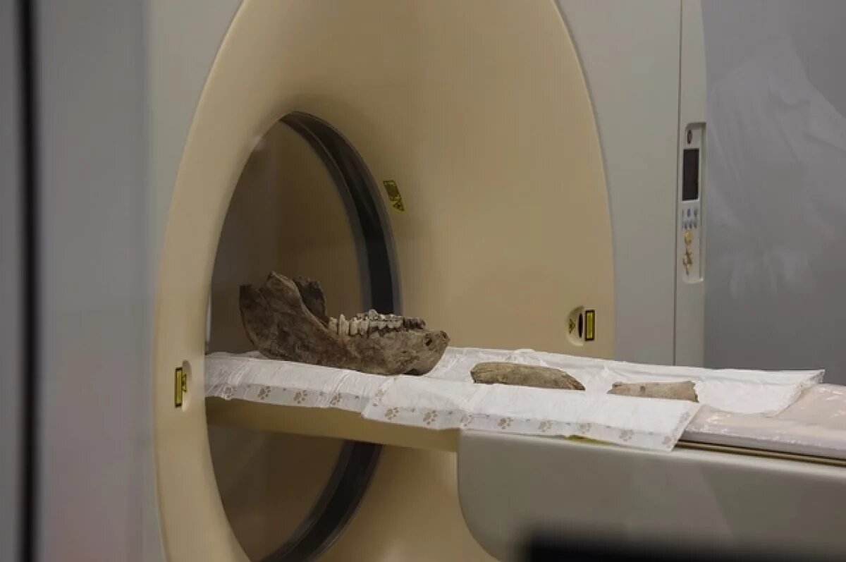    Новосибирские ученые впервые изучили челюсти шерстистого носорога на КТ