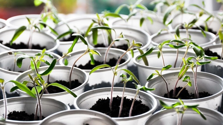 Чем кормить рассаду томатов после пикировки. Дозировки в ложках и 4 состава, которых избегаю