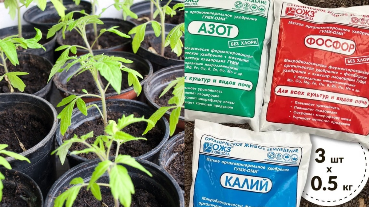 Три состава, которые решают все на стадии рассады