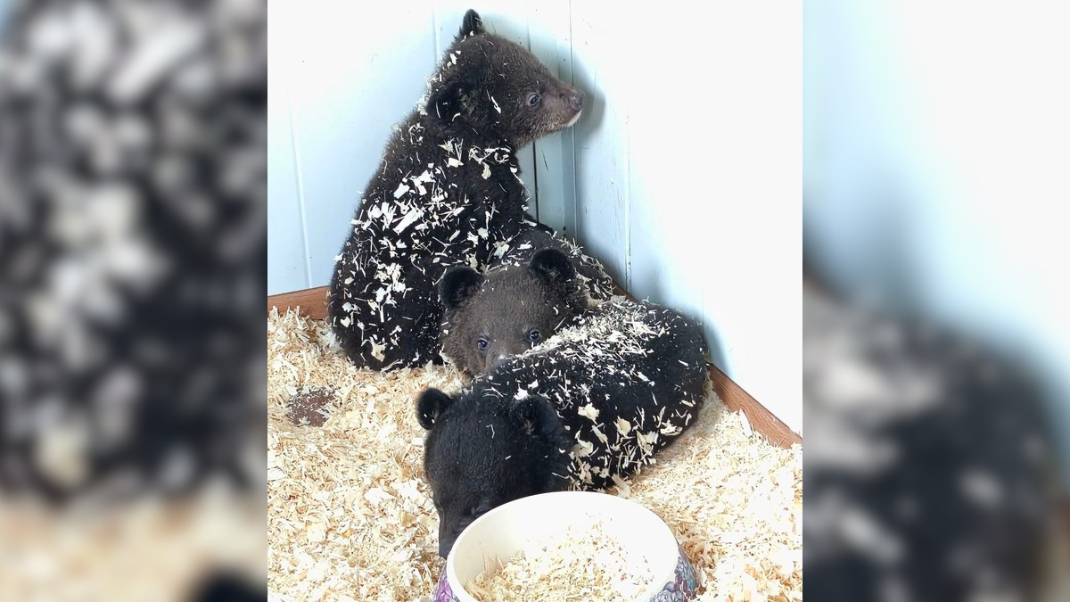    Первый канал