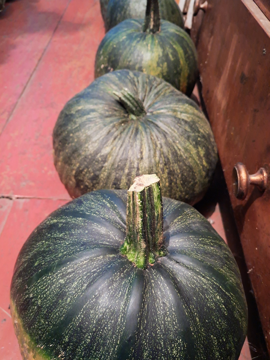 моя тыква-фото автора