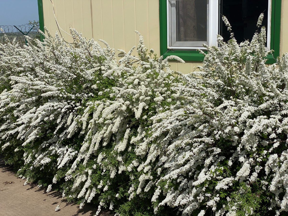 Спирея серая "Грефшейм"