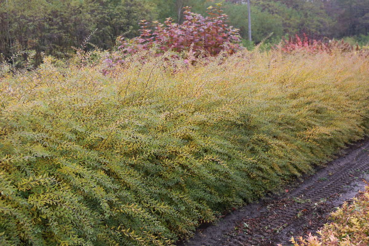 Спирея серая "Грефшейм"