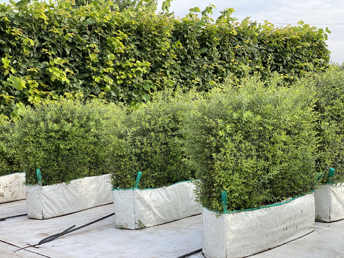 Спирея серая "Грефшейм" Блоки живой изгороди