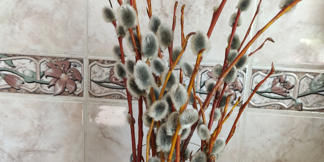 Дела текущие: купила вербу, купила пряжу, жарю котлетки.