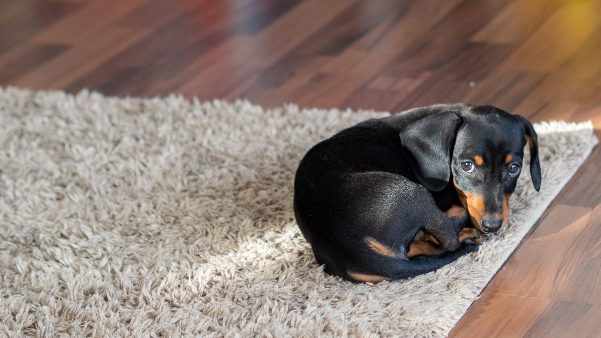    Собака, лежащая у двери, может ждать не только прогулки, но и новых впечатлений