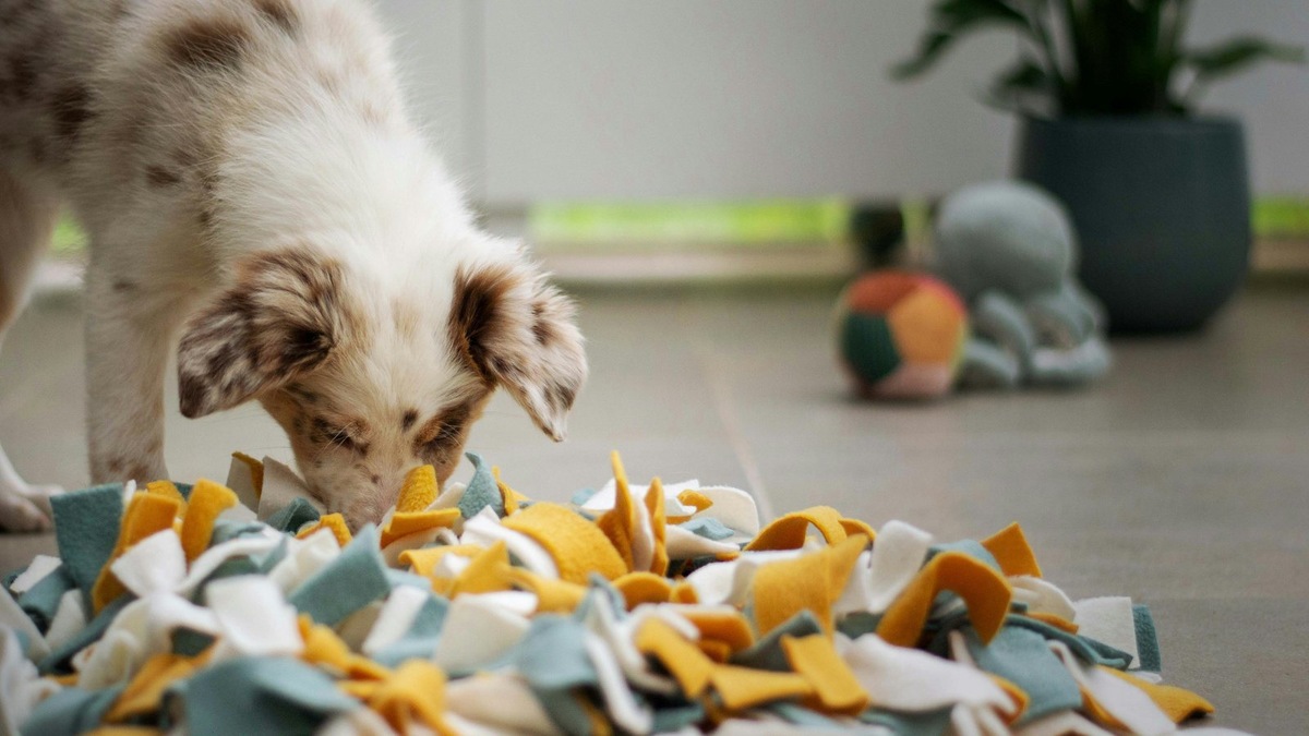    Интерактивные игрушки — отличный способ занять ум и нос собаки