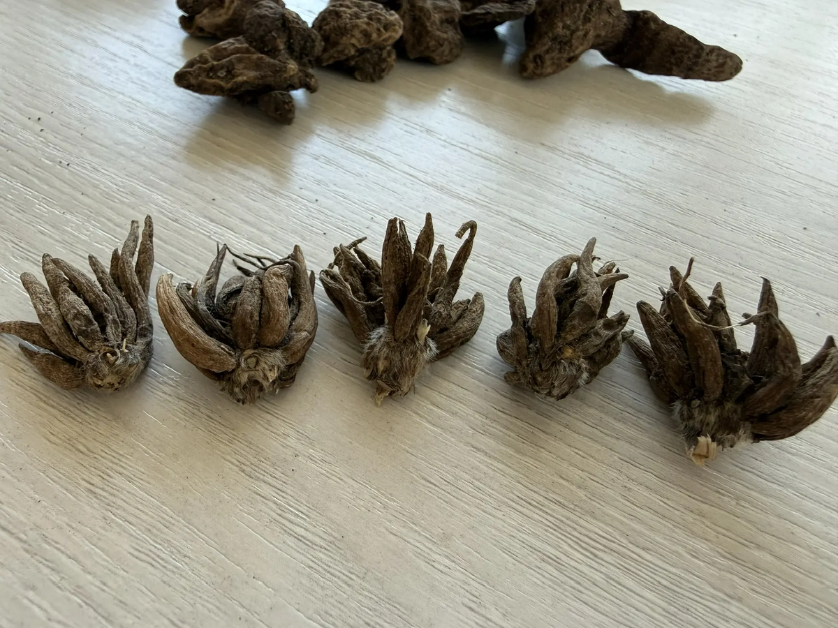 Клубни анемоны корончатой и ранункулюсов