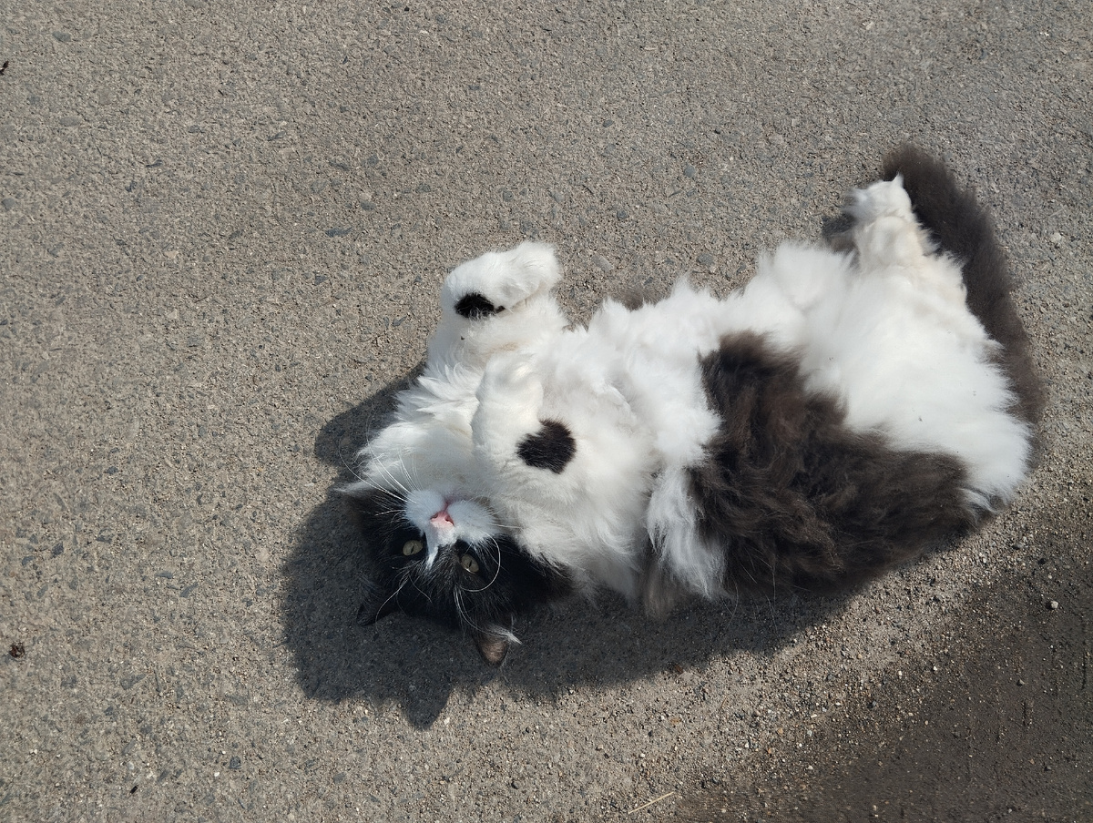 Мохнатенький, тяжеленький