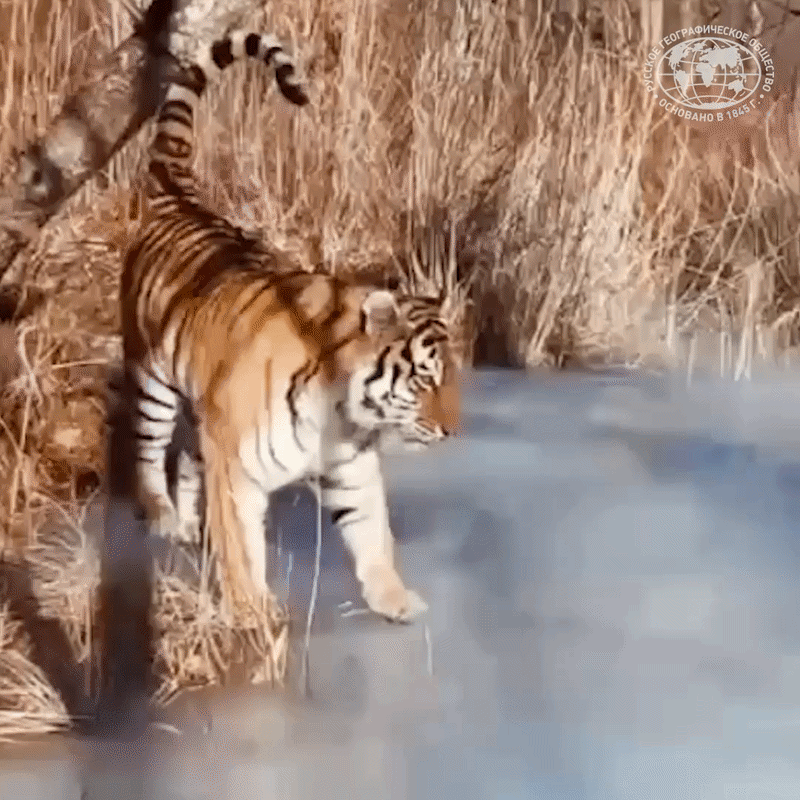 Автор: Земля леопарда