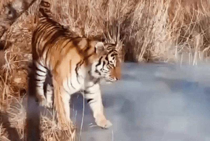 "Шипованные лапки": как дикие кошки ходят по льду