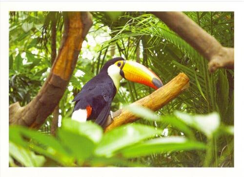 Лесной разбойник в черном фраке: 5 фактов о туканах, которые вас удивят