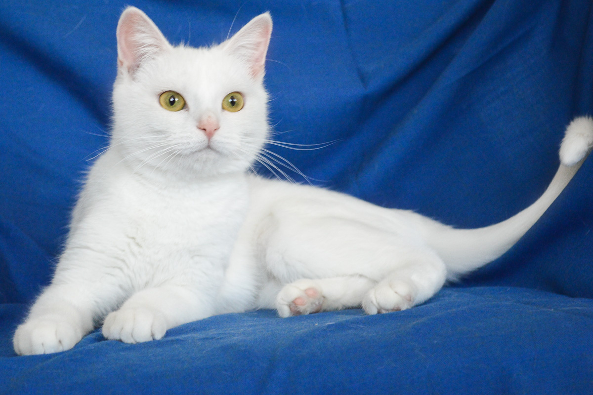 Фото с сайта: https://postimg.cc/yDnRhTxt