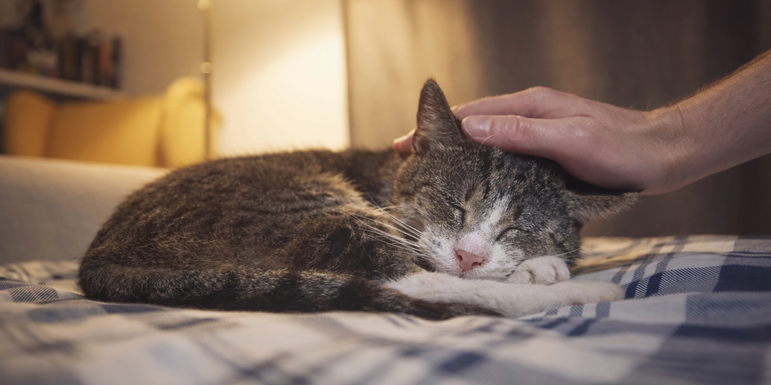 Пожилая кошка всё время спит: когда это норма, а когда — признак болезни