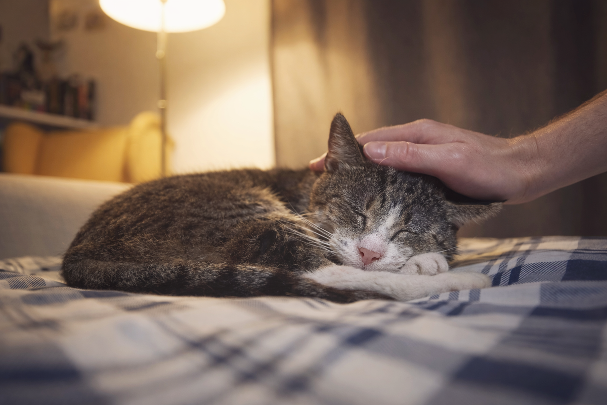 Пожилая кошка всё время спит