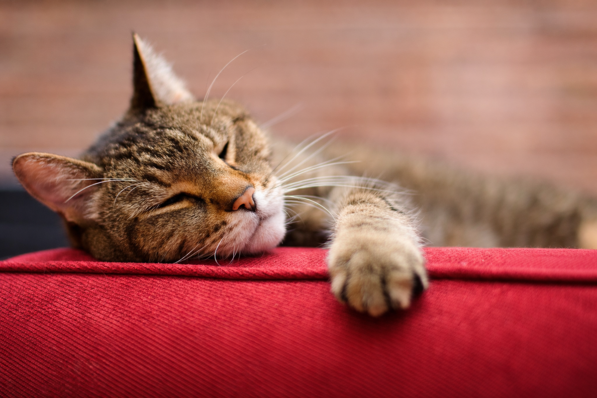 Пожилая кошка спит