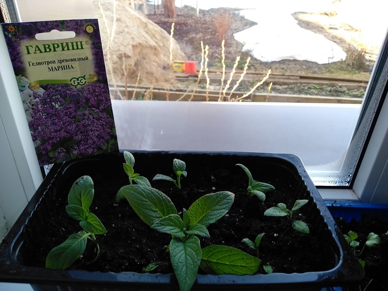 Риспикированная рассада гелиотропа