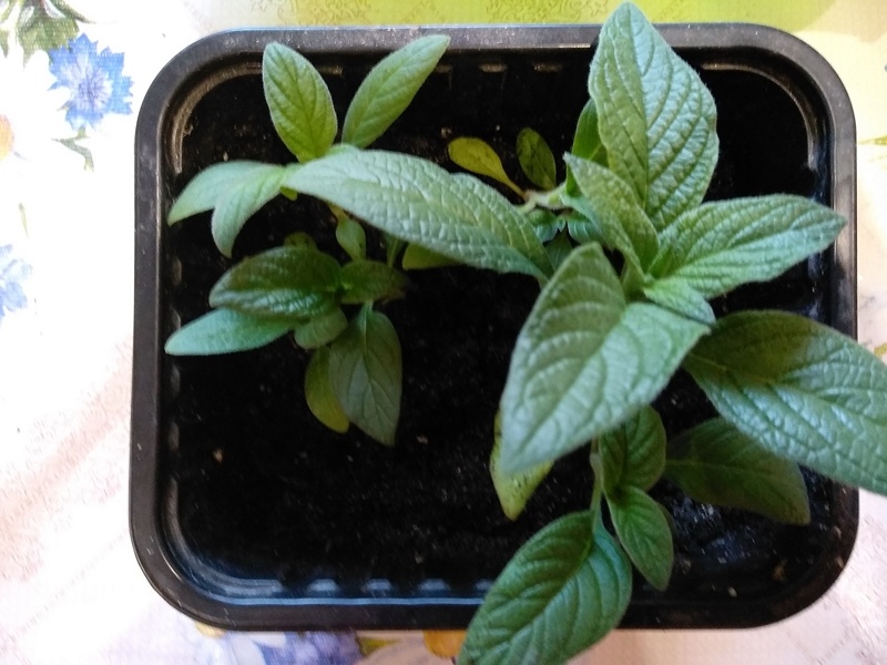 Сеянцы готовы к пикировке (2–3 настоящих листа)