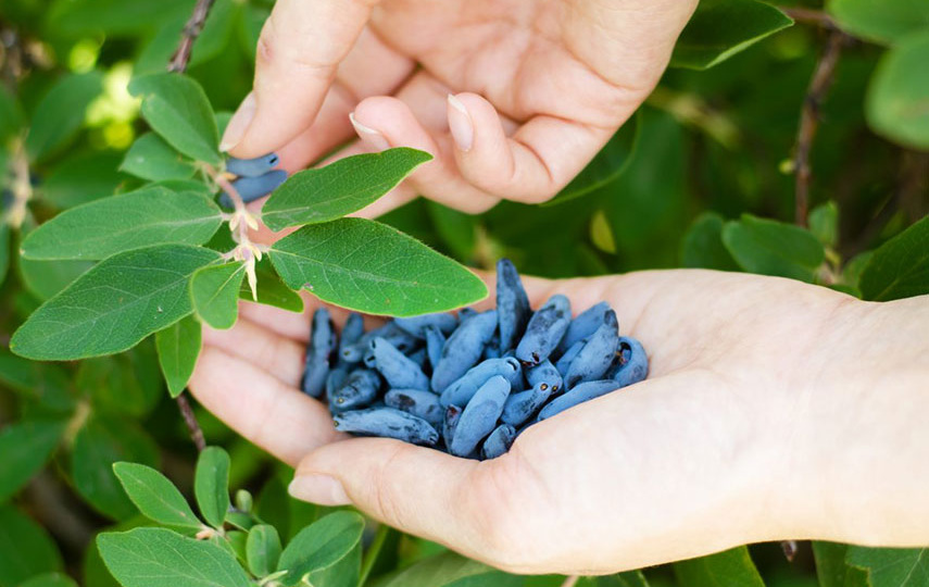 Три шага и жимолость завалит крупной ягодой