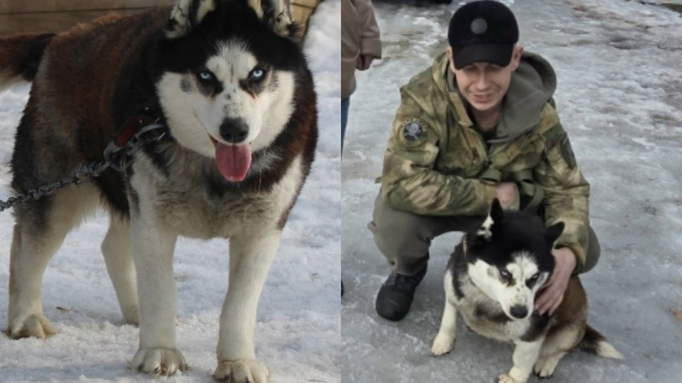 Отказывалась от всех новых хозяев. Как боец искал и нашел свою собаку, которую выбросили после его ухода на СВО