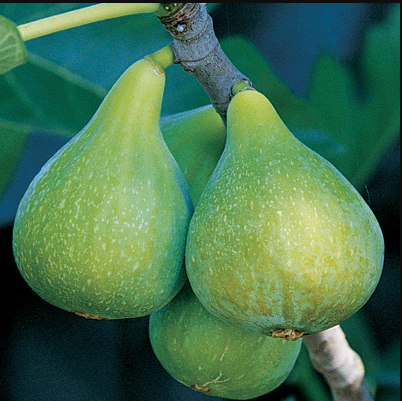 «Десерт Кинг»