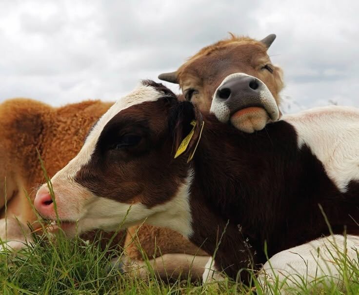 источник Яндекс-картинки