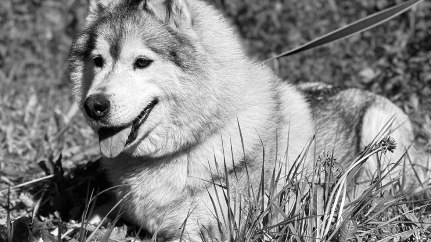    Фото: приют "Право на жизнь"