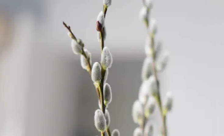 Вербное воскресенье: что нельзя делать, народные приметы и традиции великого праздника