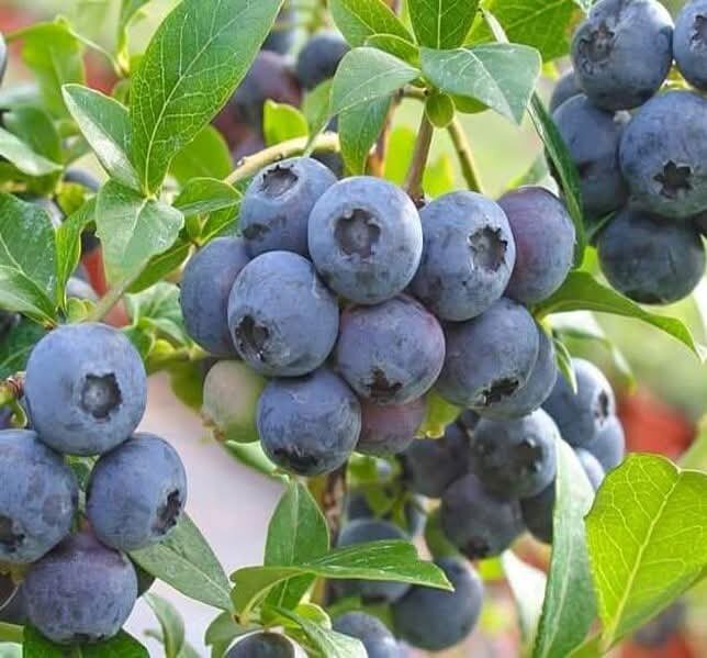 Посадка голубики 