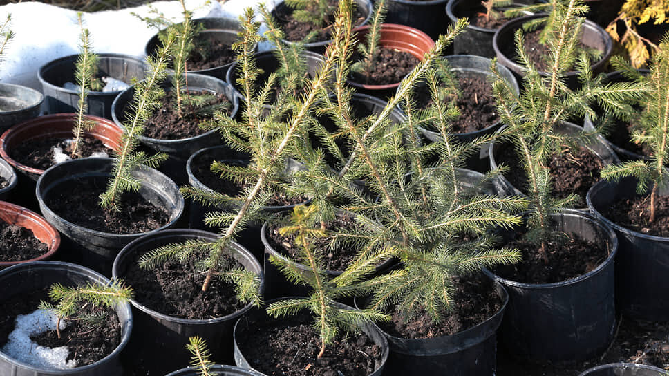 Фото: Максим Кимерлинг / Коммерсантъ