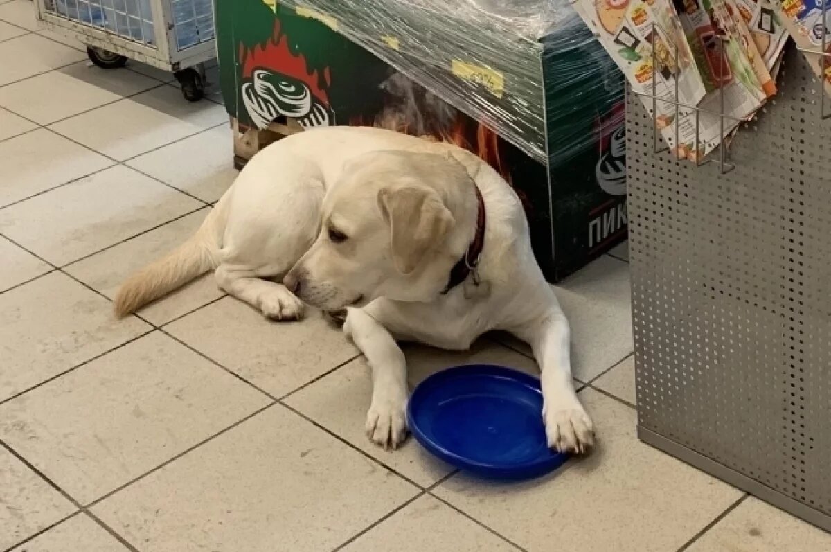    10 лет исполнилось лучшей служебной собаке Карельской таможни