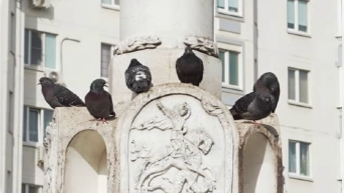    В Курске за желание покормить птиц в парке или во дворе — теперь грозит штраф