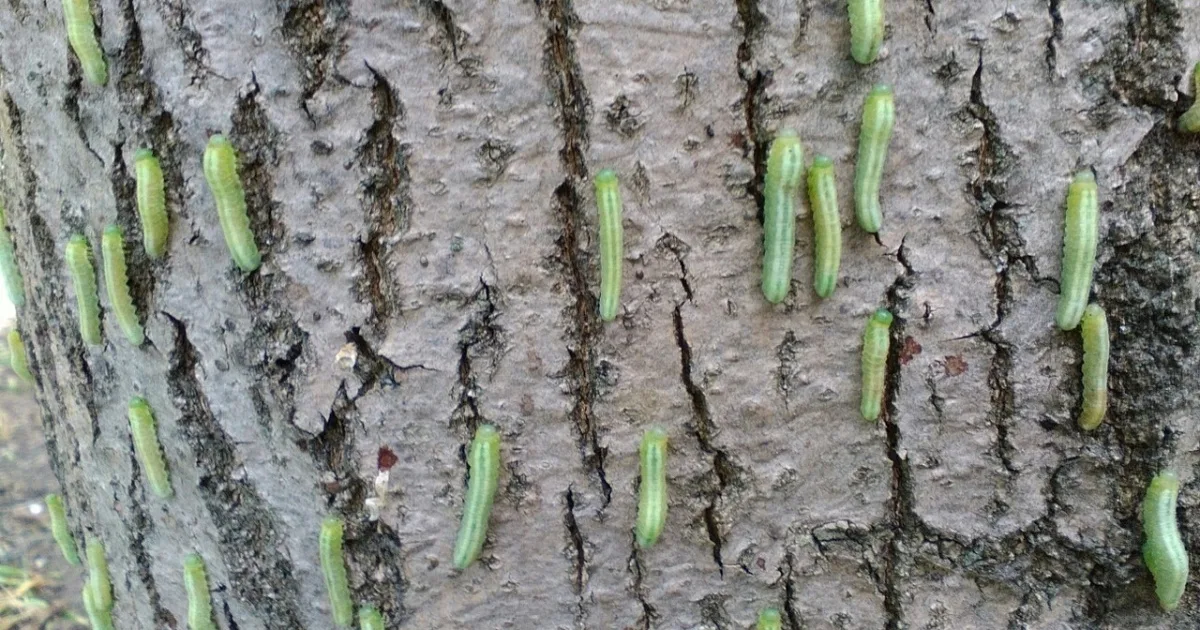 Источник изображения: https://forpostsevastopol.ru/