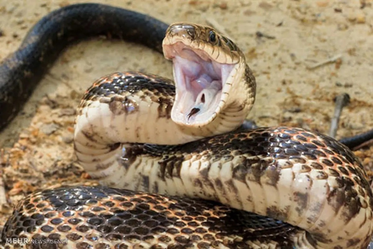 Фото с сайта: https://www.bartarinha.ir/بخش-سرگرمی-30/336772-عجایب-دنیای-مارها