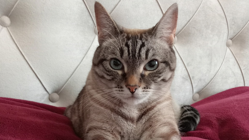    Фото: progorod43.ru