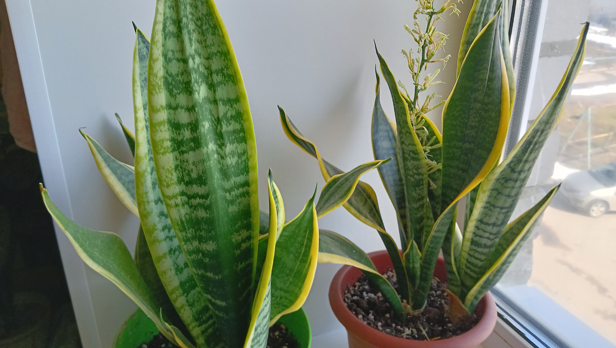 Сансевиерия Лауренти 