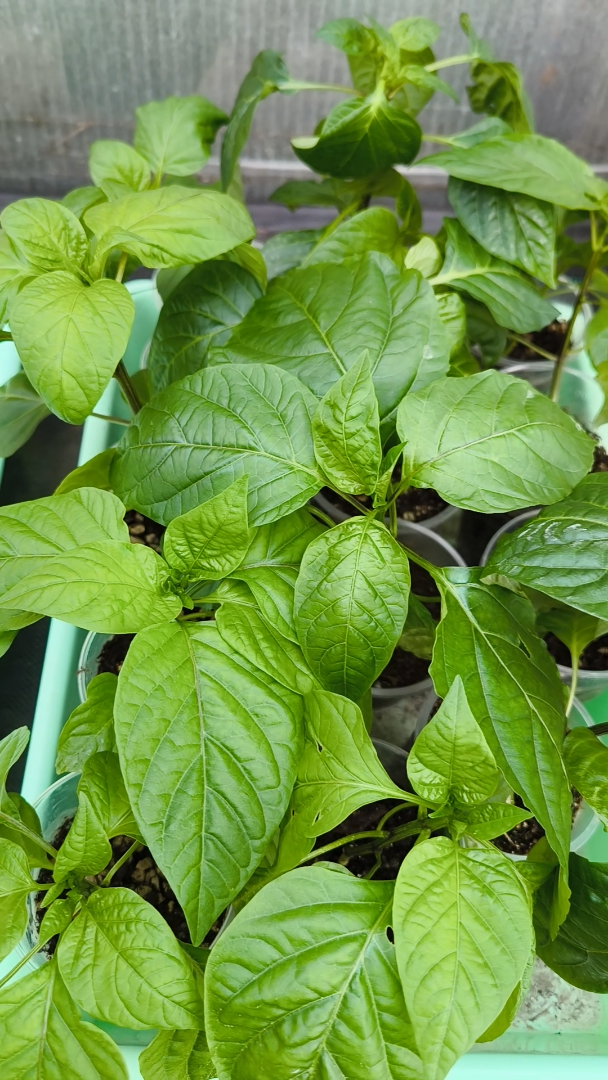 Моя рассада коренастая, но не голодная!